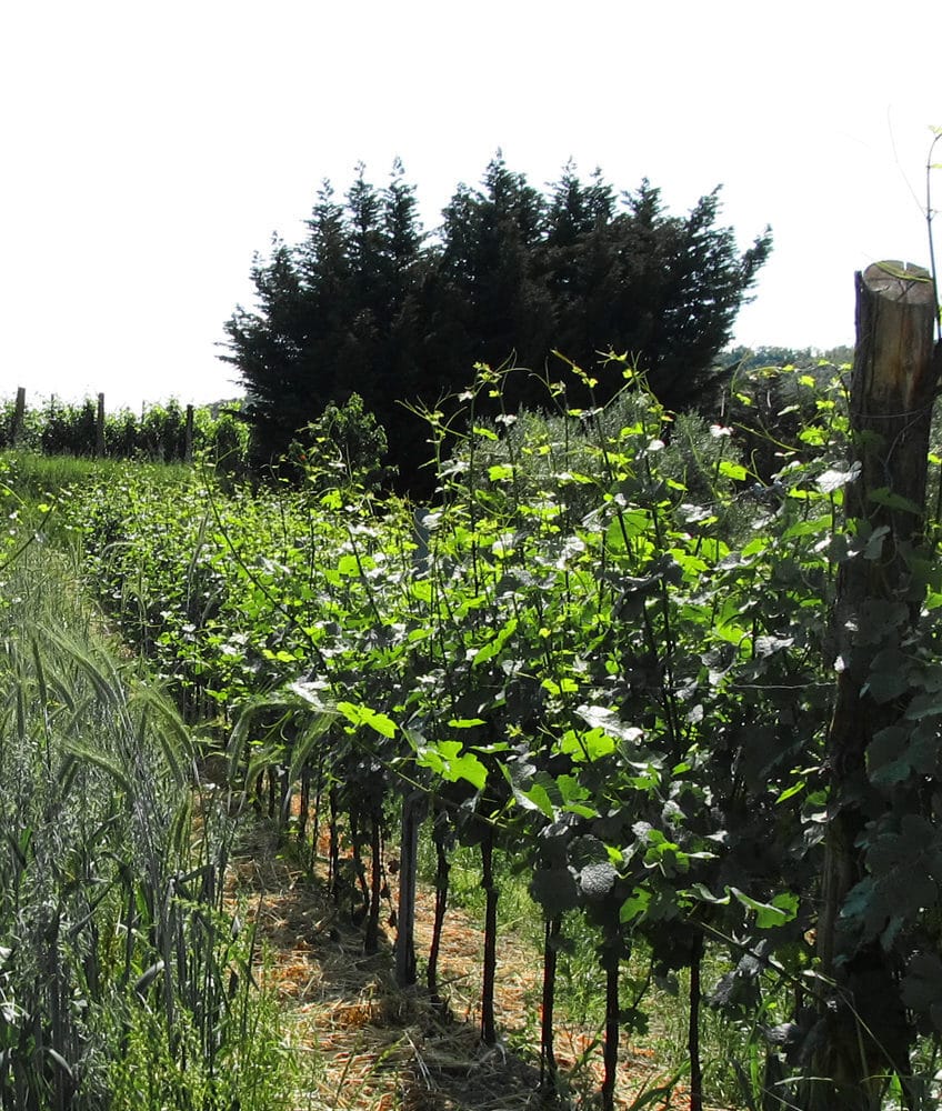 territorio_basso